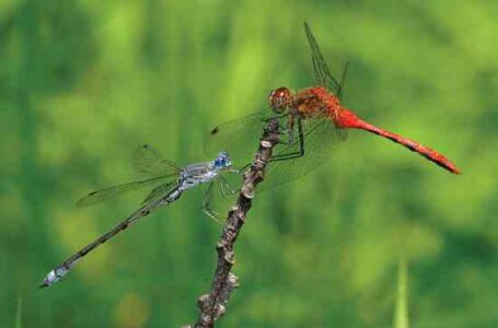 Stunning Damselfly and Dragonfly Photography Slideshow Image